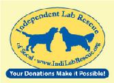 Yellow Chocolate Black Labrador Retriever Lab Rescue Dog Adoption