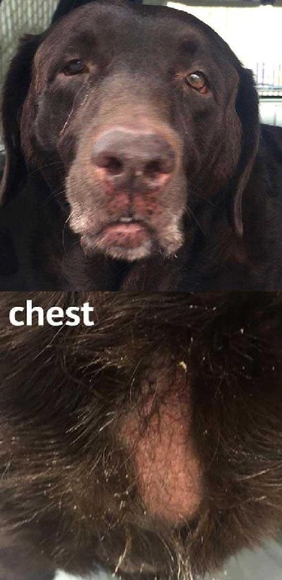 Yellow Chocolate Black Labrador Retriever Lab Rescue Dog Adoption